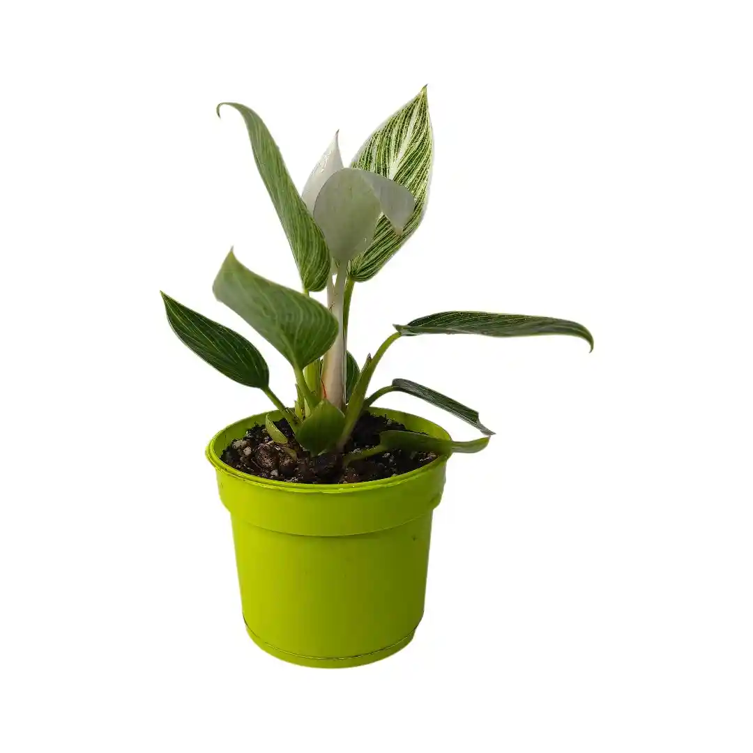 Philodendron Birkin Galaxy вариегатный лист