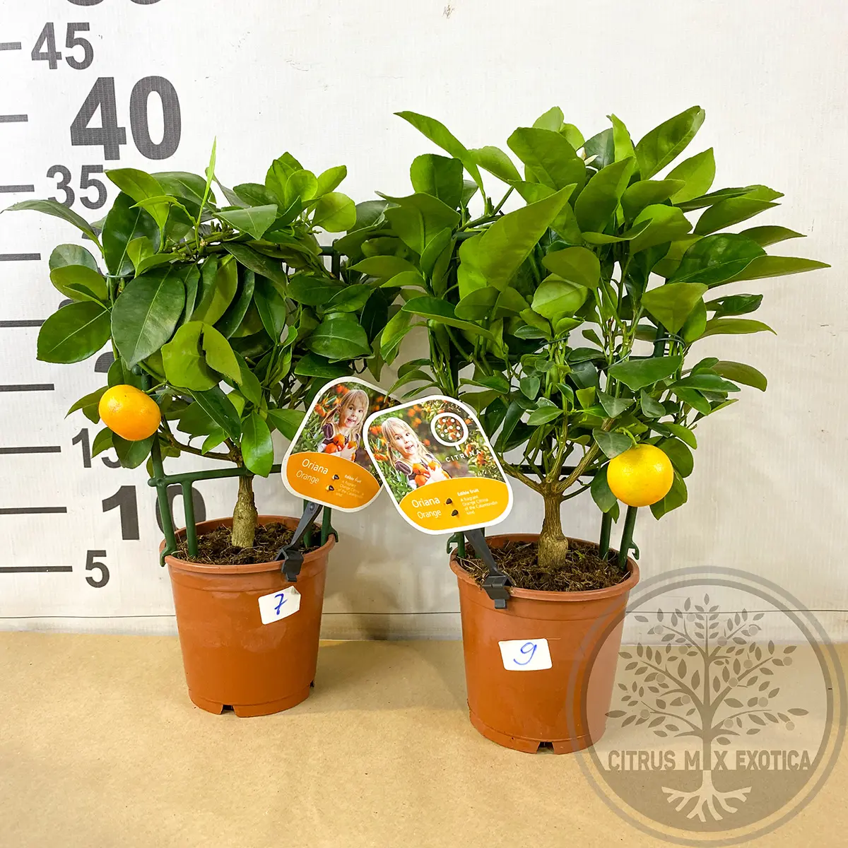 Каламондин на шпалере / Calamondin — цитрусовое растение, детальное фото
