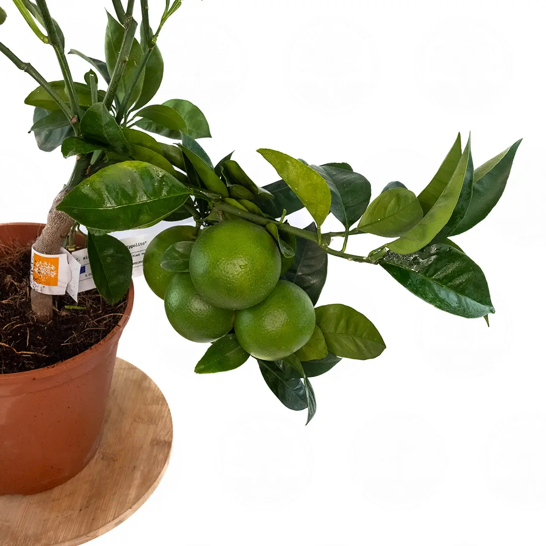 Купить апельсин Тарокко Ипполито (Citrus sinensis "Tarocco Ippolito")