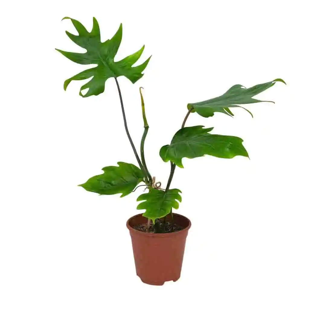 Филодендрон дваждыперистонадрезный/ Philodendron bipinnatifidum купить