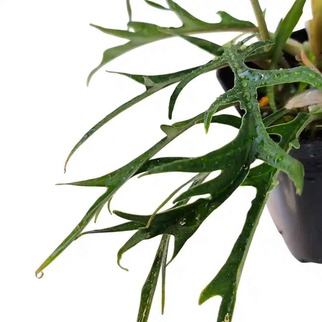 Филодендрон стоповидный / Philodendron pedatum купить