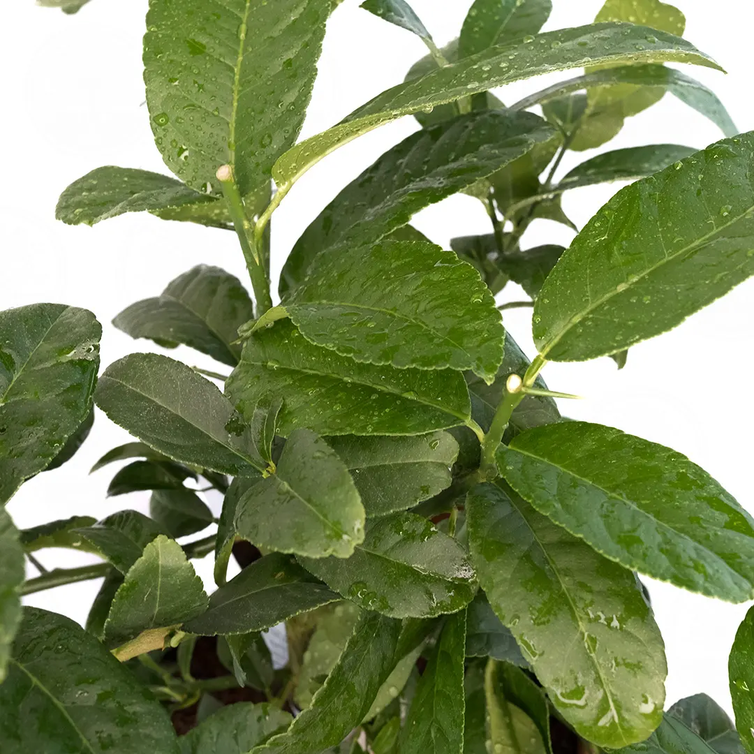 Цитрон Рука Будды вариегатный / Citrus medica Digitata — цитрусовое растение, детальное фото
