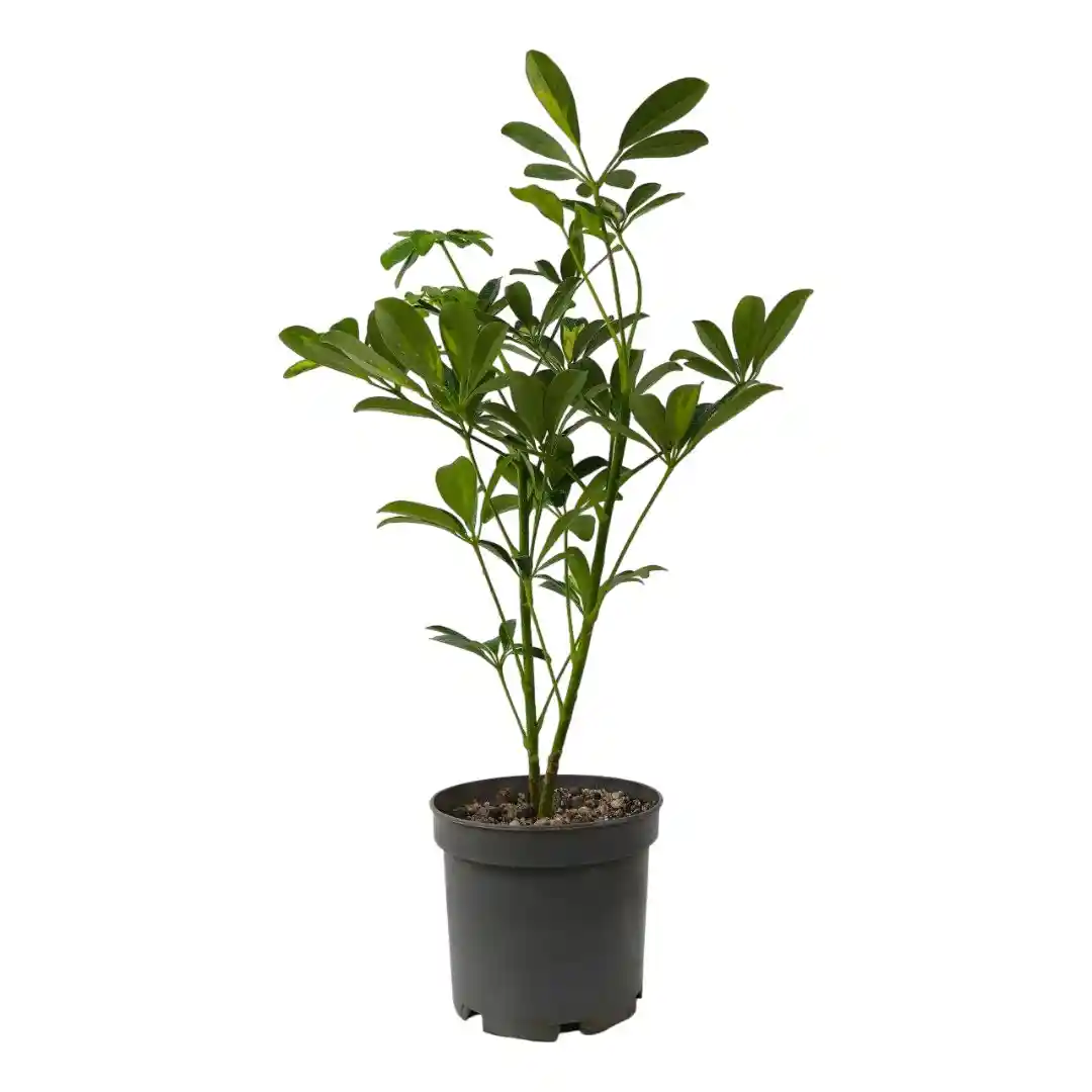 Шеффлера зеленая / Schefflera "Green" купить