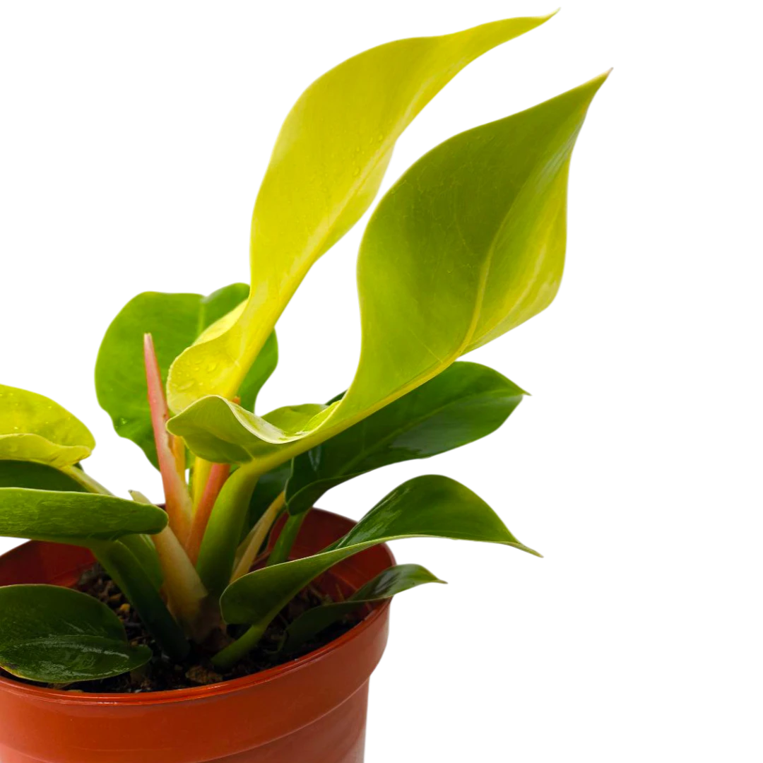 Филодендрон "Lemon Lime"  купить