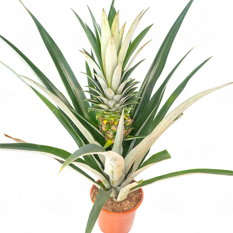 Ананас Чампака / Ananas Champaca