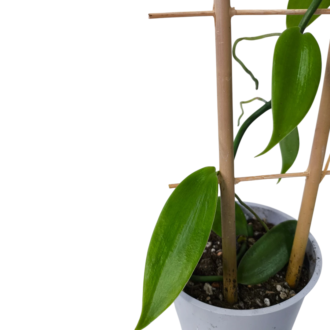 Ваниль плосколистная (орхидея)/ Vanilla planifolia