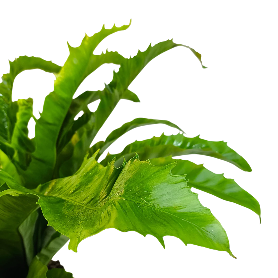 Асплениум Венера / Asplenium Nidus Venus купить