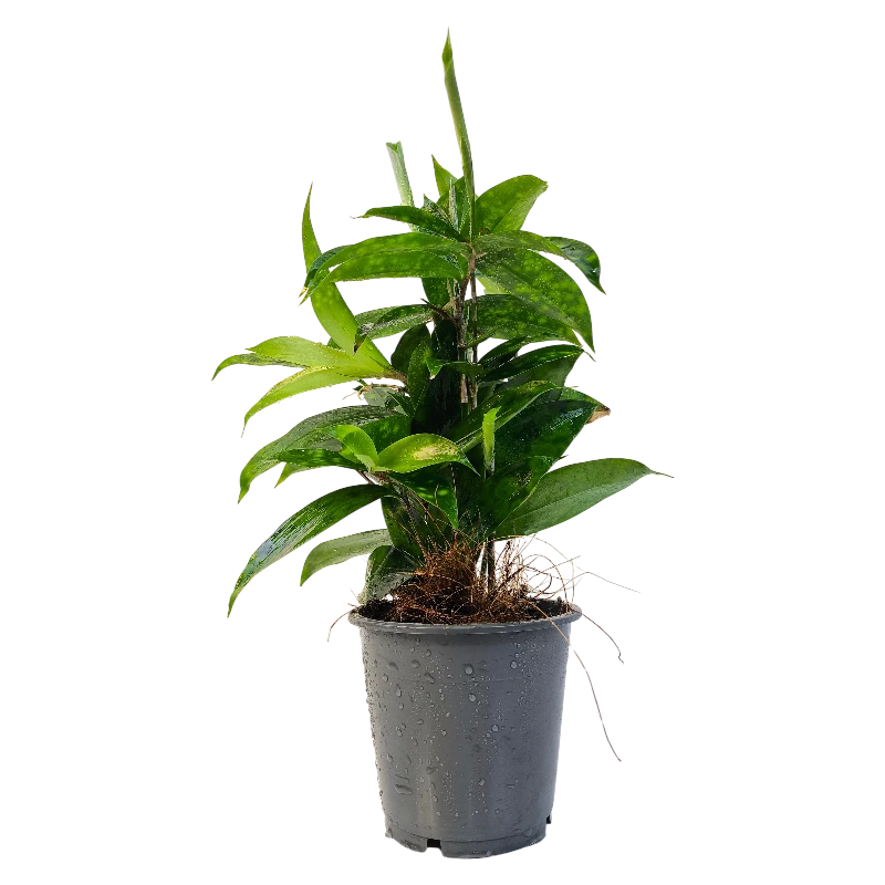 Драцена Суркулоза Флорида Бьюти / Dracaena surculosa Florida Beauty купить