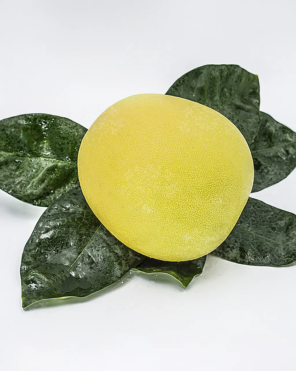 Помело Фрутто Роса / Pomelo a frutto rosa — цитрусовое растение, детальное фото
