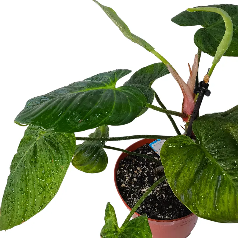Филодендрон "Fuzzyy Petiole" купить