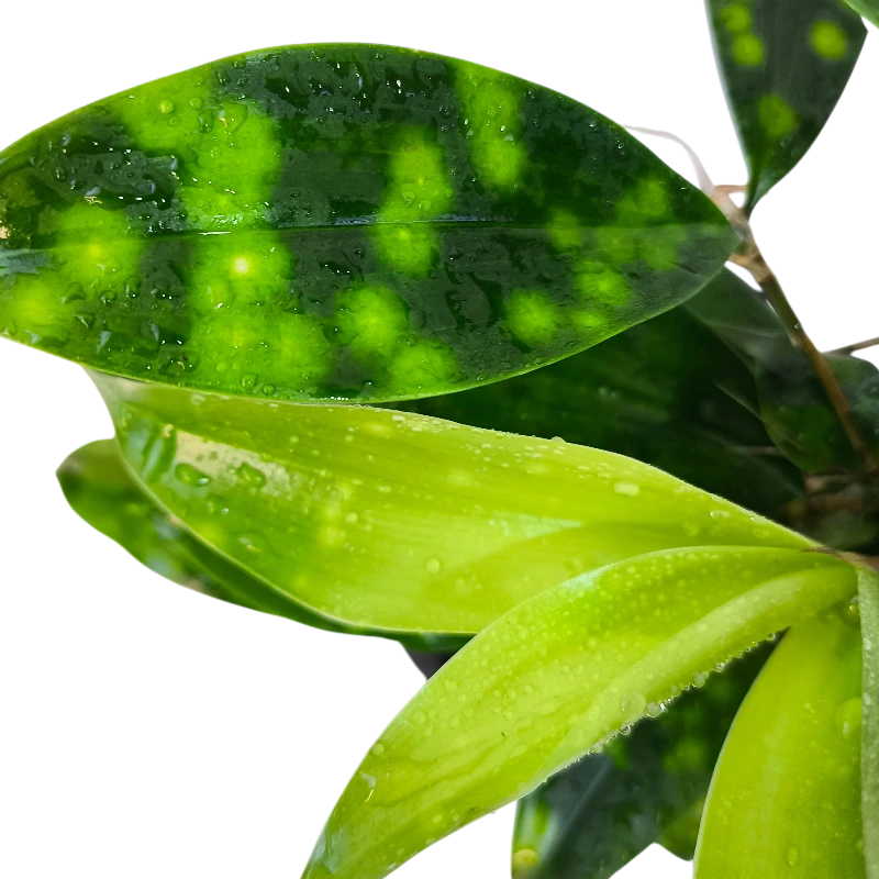 Драцена Суркулоза Флорида Бьюти / Dracaena surculosa Florida Beauty купить
