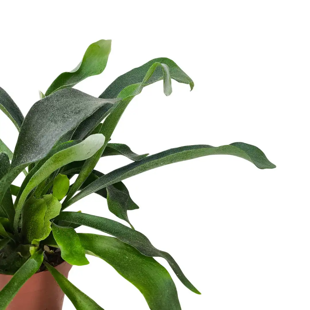 Платицериум бифуркатум / Platycerium Bifurcatum купить