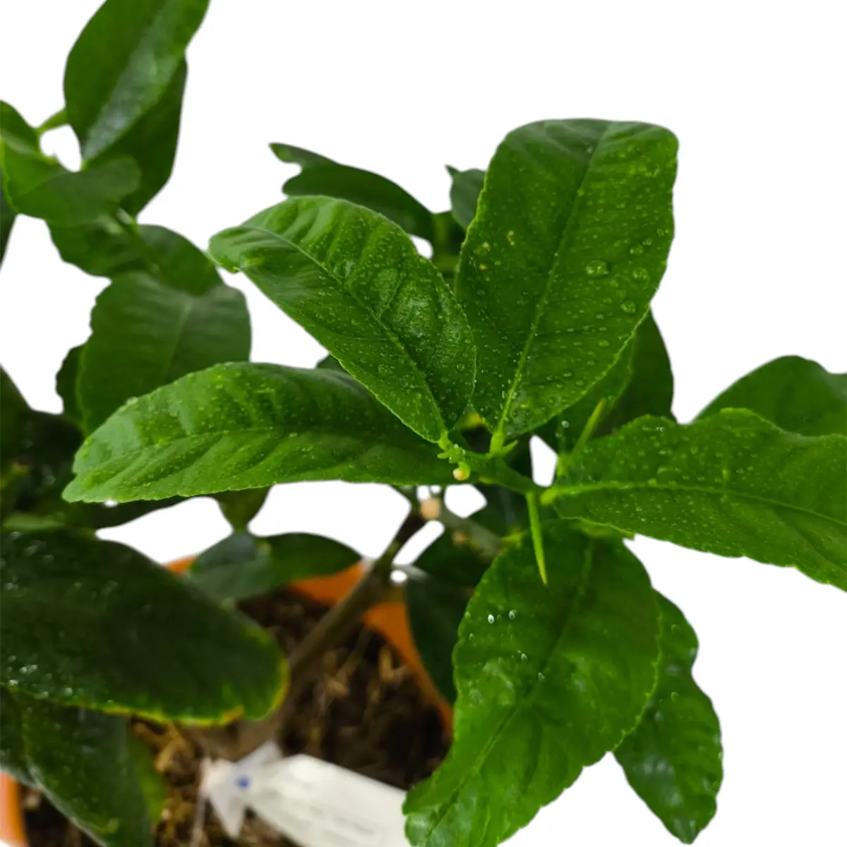 Цитрон Этрог / Citrus medica Etrog — цитрусовое растение, детальное фото
