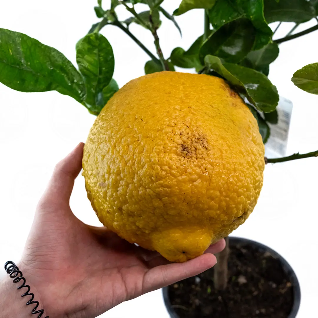 Цитрон Максима / Citrus medica Maxima — цитрусовое растение, детальное фото
