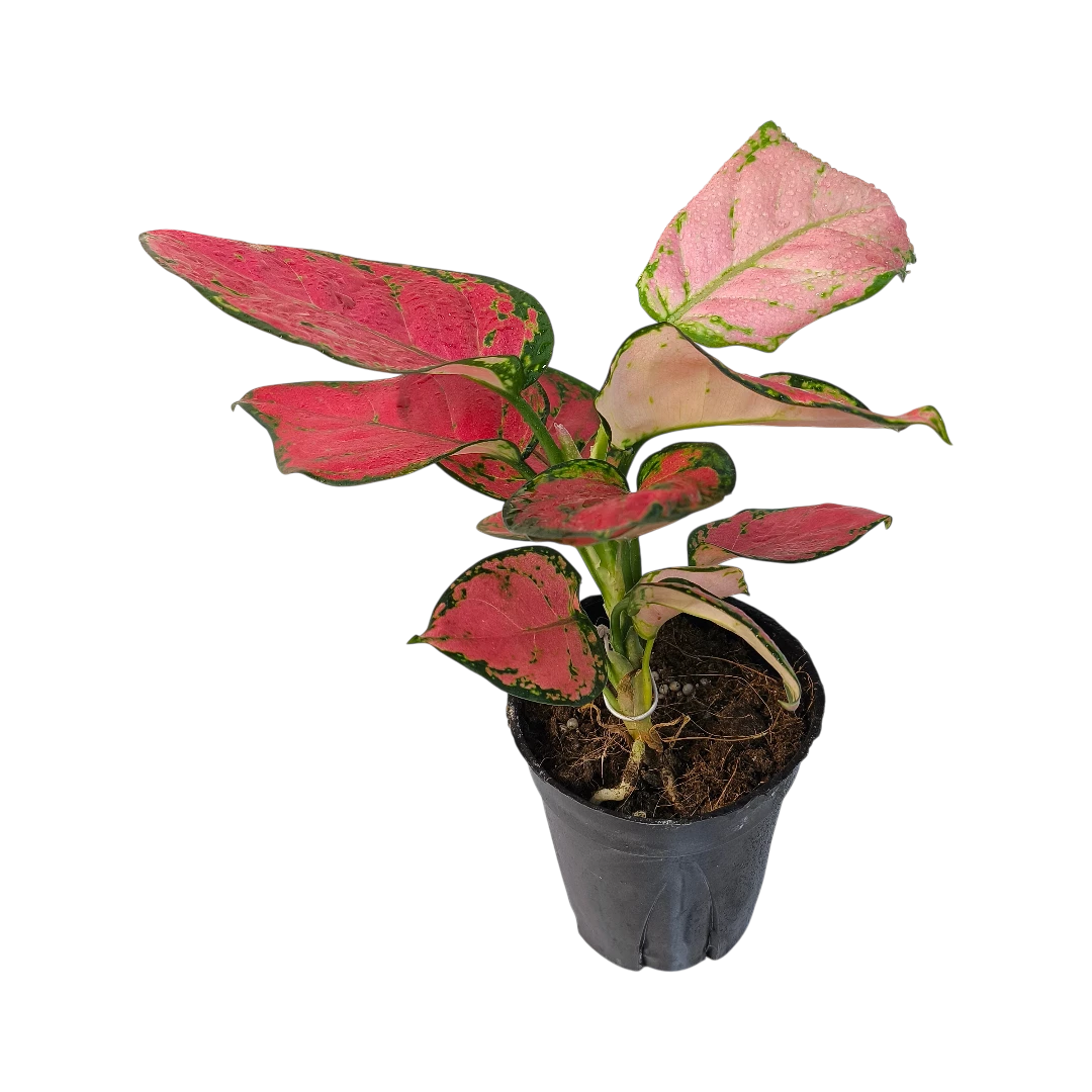 Аглаонема Бьюти Ред/ Aglaonema Beauty Red купить