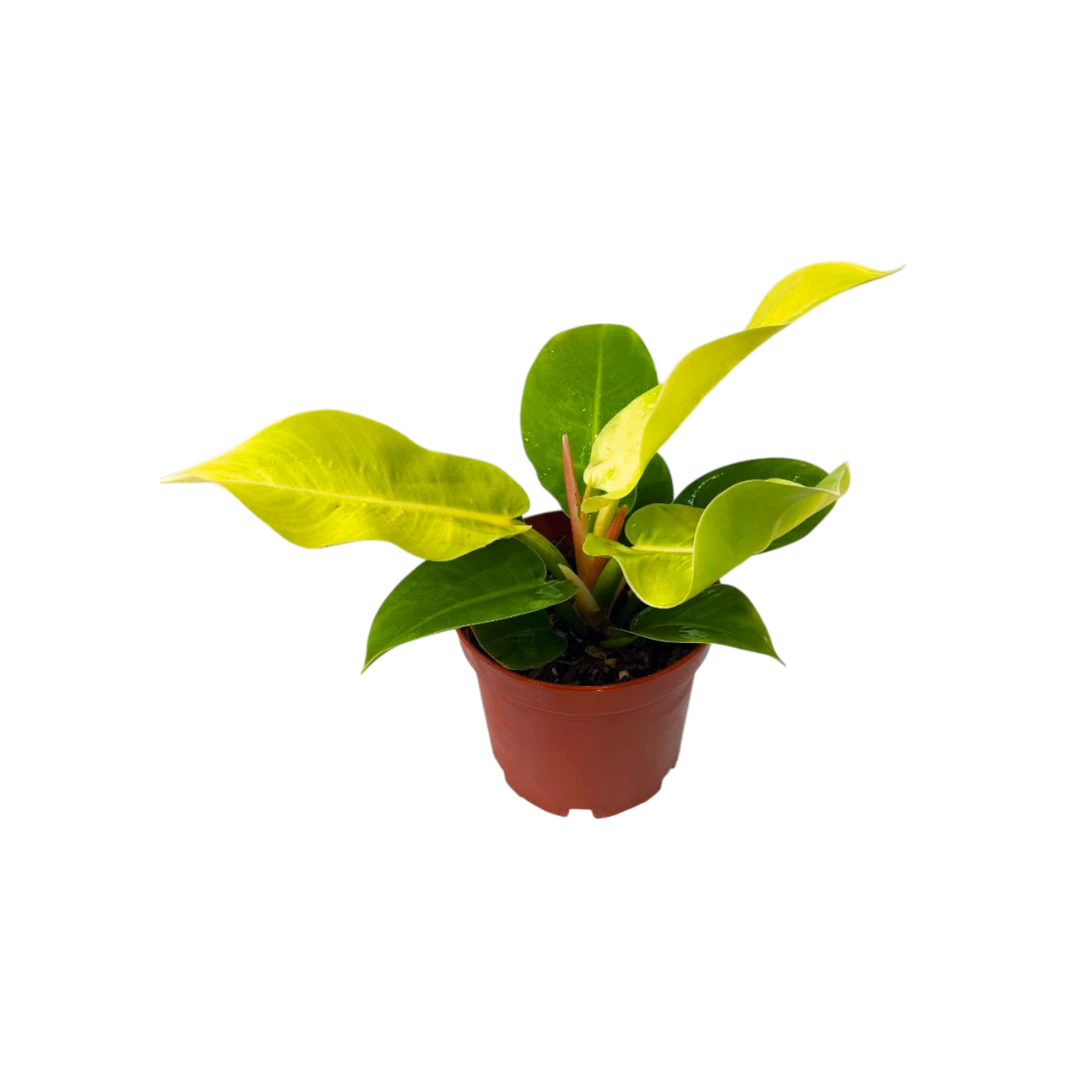 Филодендрон "Lemon Lime"  купить