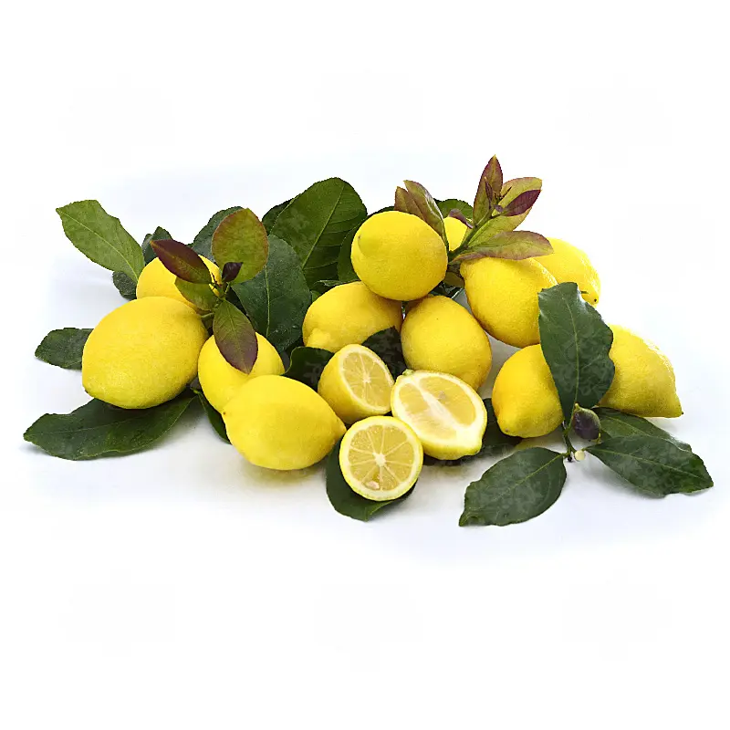 Лимон Фемминелло Каррубаро / Lemon Femminello Carrubaro — цитрусовое растение, детальное фото
