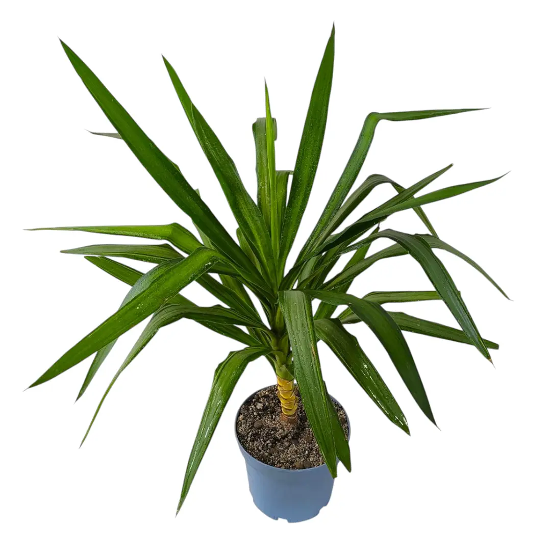 Юкка гигантская (без ствола) / Yucca gigantea купить