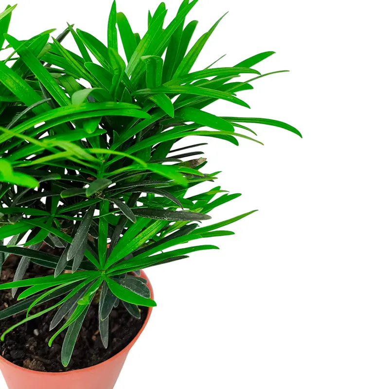 Подокарпус, подокарп, многоплодник / Podocarpus