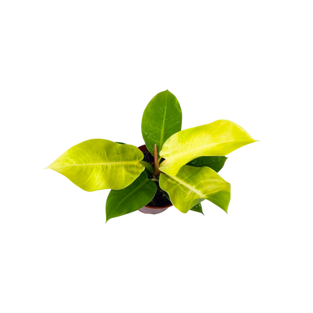 Филодендрон "Lemon Lime"  купить