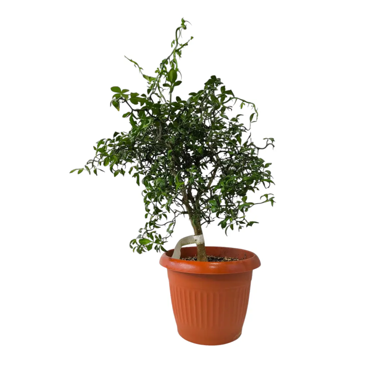 Понцирус Монструоза / Poncirus trifoliata Monstruosa — цитрусовое растение, детальное фото
