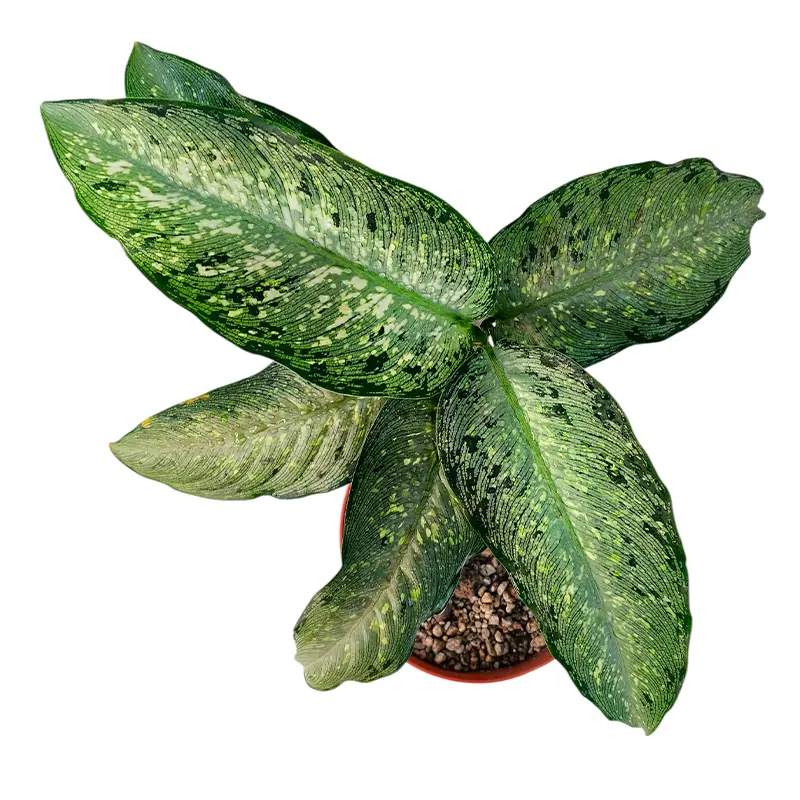 Dieffenbachia Tiki вариегатные листья