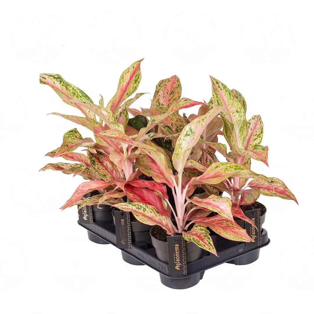 Аглаонема Тай Ред, Тайланд Рэд/ Aglaonema Thai Red, Tailand Red купить