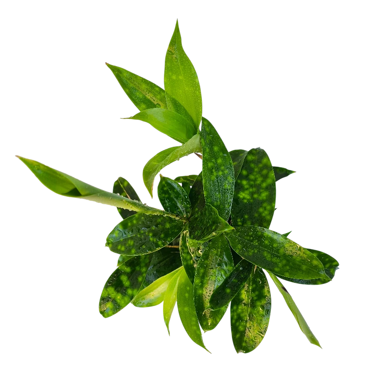 Драцена Суркулоза Флорида Бьюти / Dracaena surculosa Florida Beauty купить