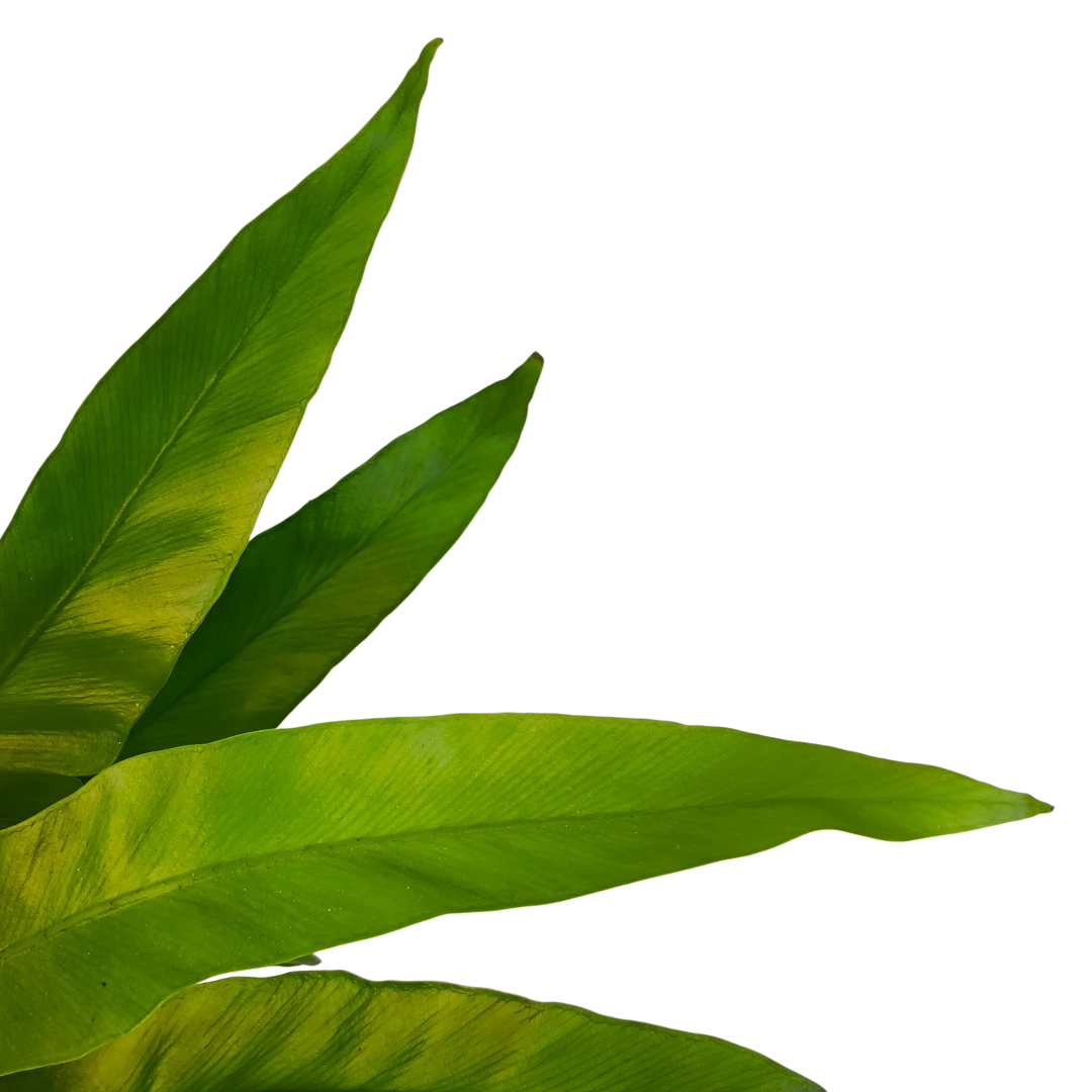 Асплениум Нидус/ Asplenium nidus купить