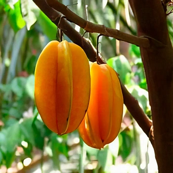 Карамбола "Arkins" (Averrhoa carambola "Arkins")
