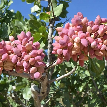 Фисташка / Pistacho Sirora (ж)