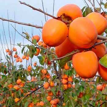 Хурма Роджо Бриллиант / Diospyros Rojo Brilliante