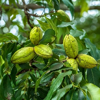 Орех Пекан Carya illinoinensis