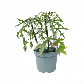 Книдосколус аконитолистный варегатный / Cnidoscolus aconitifolius variegated