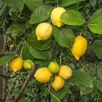 Лимон Фрутто пикколо / Lemon Frutto piccolo — цитрусовое растение, фото
