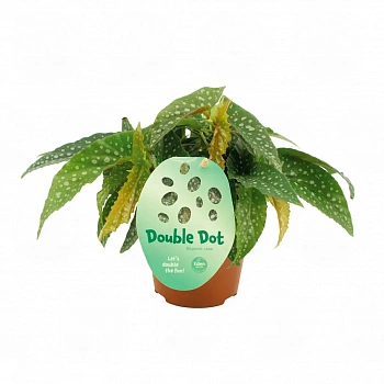 Бегония 'Double Dot'