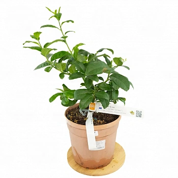 Цитрон Мак Нао Сан / Citrus medica Mak Nao San — цитрусовое растение, фото
