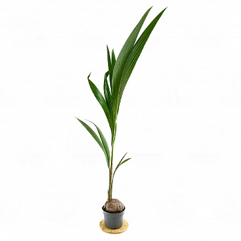 Кокос Нуцифера / Сoconut Nucifera