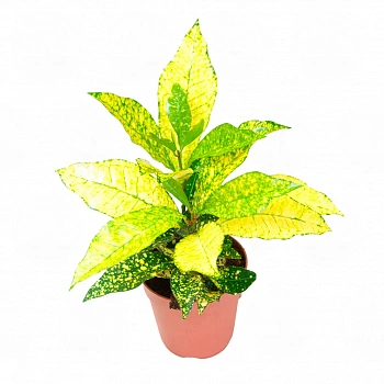 Кодиеум "Gold Sun" variegatum