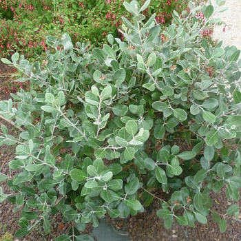 Фейхоа "Апполон" / Акка Фейхоа "Апполон"