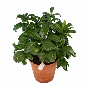 Лимон Салицифолия иволистный / Lemon Salicifolia — цитрусовое растение, фото

