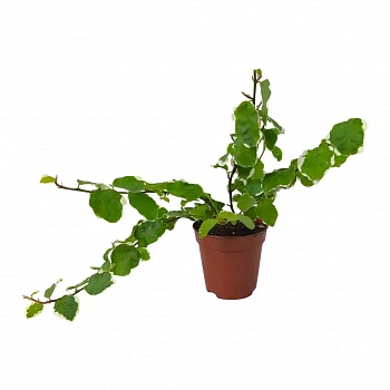 Фикус Пумила Вайт Санни /Ficus pumila White Sunny