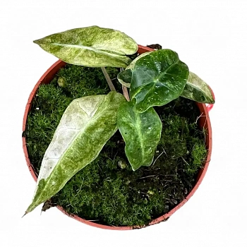 Алоказия 'Polly Yellow Variegata'