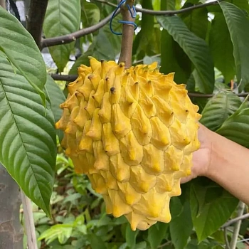 Роллиния деликатесная / Бириба / Rollinia deliciosa