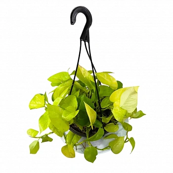 Эпипремнум Голден Потос / Epipremnum pinnatum Golden Pothos
