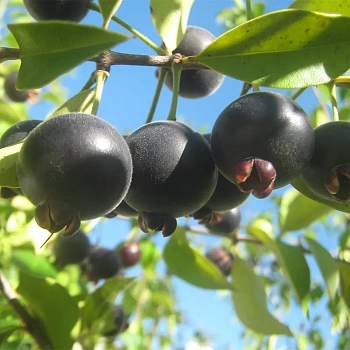 Мирциантес колючий / Myrcianthes pungens
