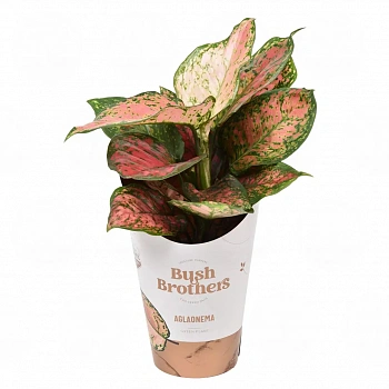 Аглаонема 'Spotted Star'