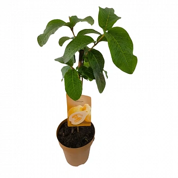 Гуава, псидиум Лимонная / Psidium guajava Lemon