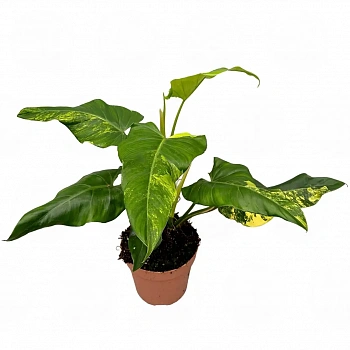Филодендрон x domesticum 'Variegata'