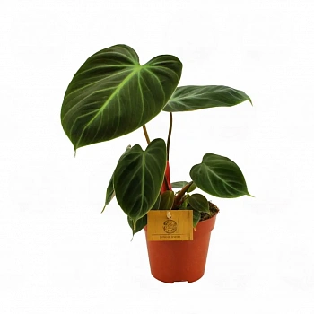 Филодендрон 'El Choco Red'